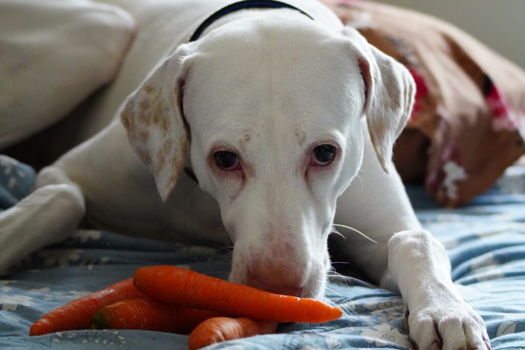Dog eating carrots