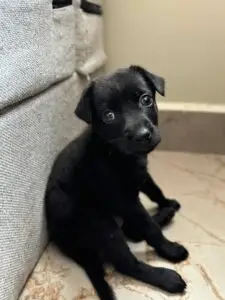 Luna Luna