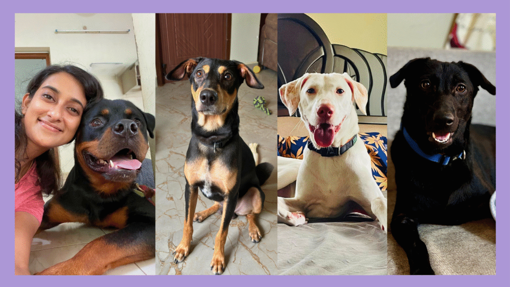 The Pawtails Blog