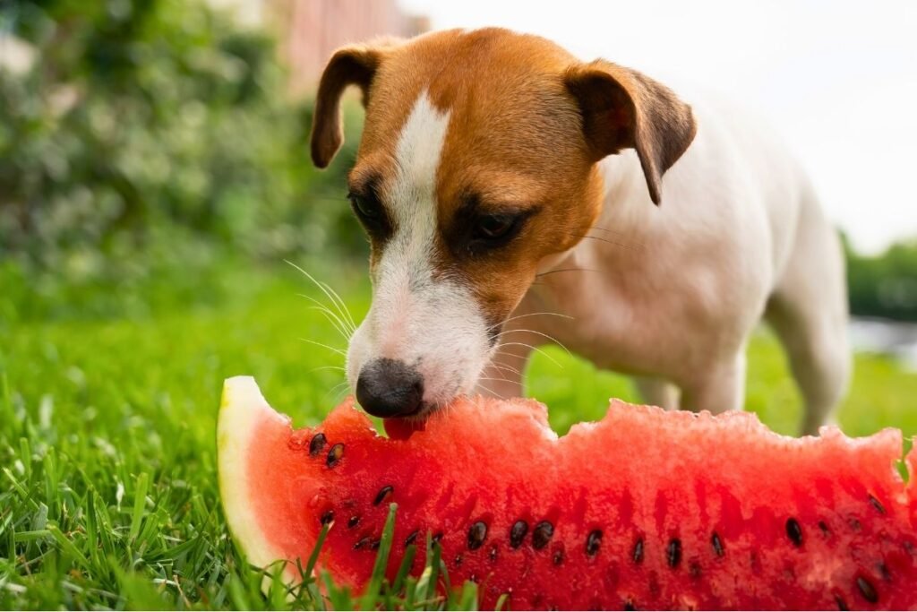 watermelon - a hydrating Dog superfood