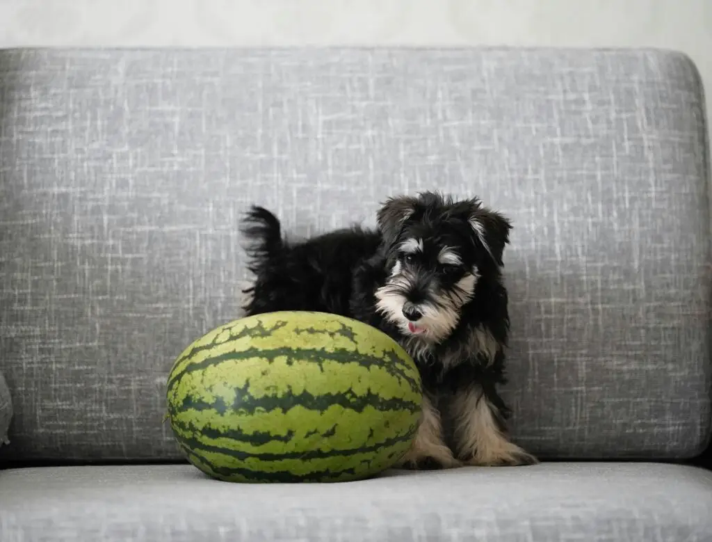 Dog Eating Watermelon