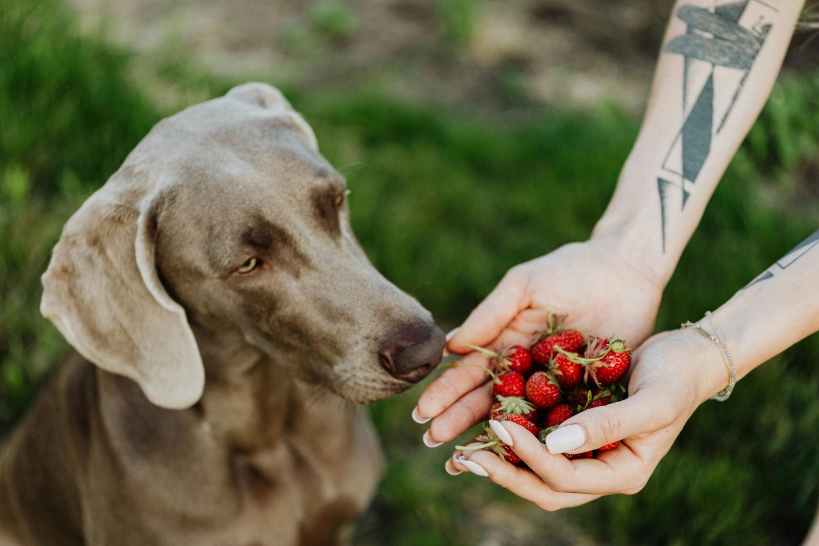 A curious Weimaraner dog sniffs fresh strawberries.