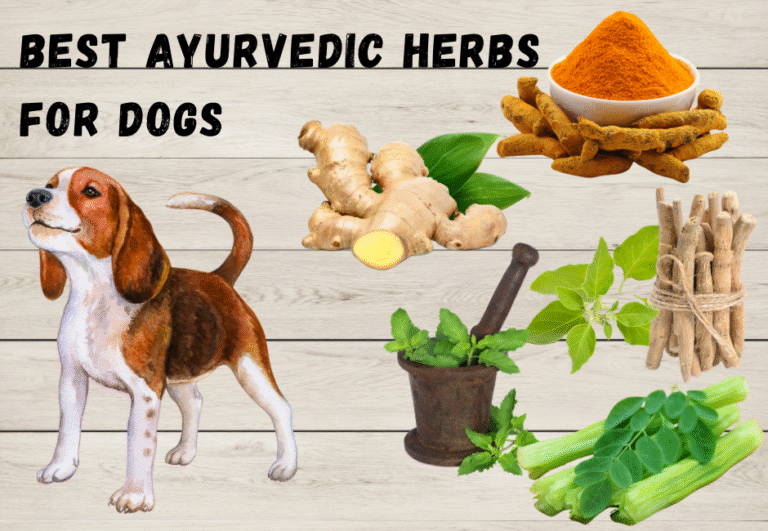 Best Ayurvedic Herbs For Dogs