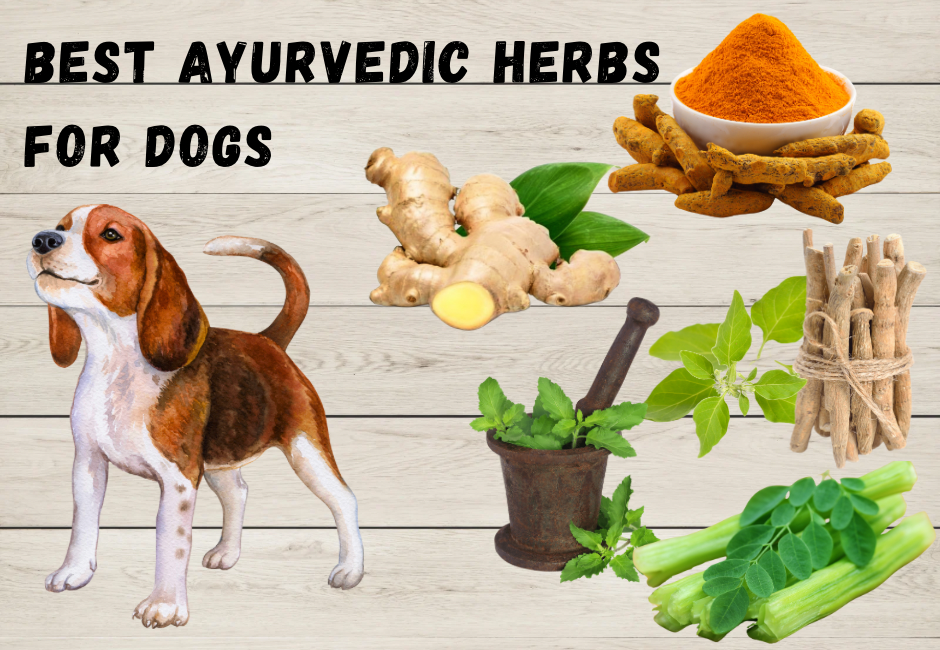 Ayurvedic Herbs For Dogs Best Ayurvedic Herbs For Dogs