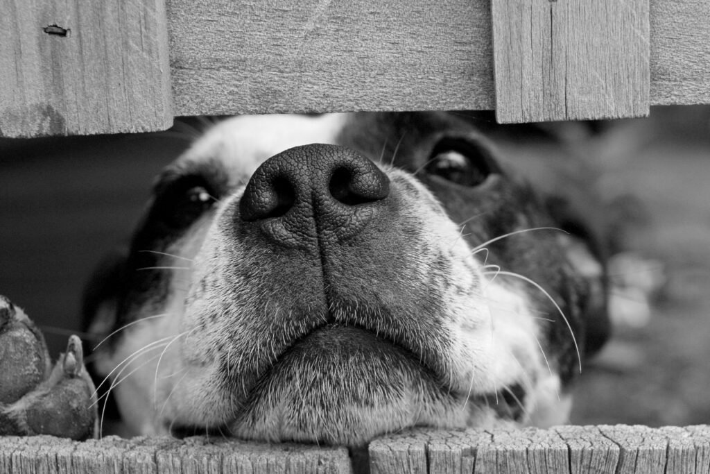 dog-cute-pet-37401 Adorable dog peeking through a wooden fence in black and white close-up.