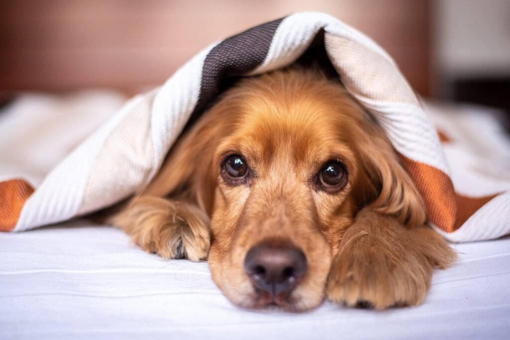 Ashwagandha for stress relief in dogs Ashwagandha for stress relief in dogs