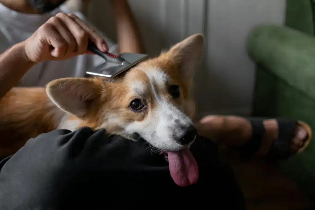 tips to manage summer shedding in dogs