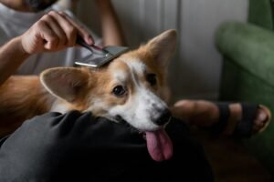 Dog grooming