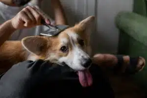 Dog grooming