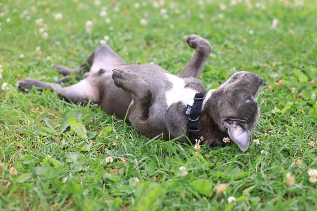 pexels-valeriya-13074579 Joint care for dogs