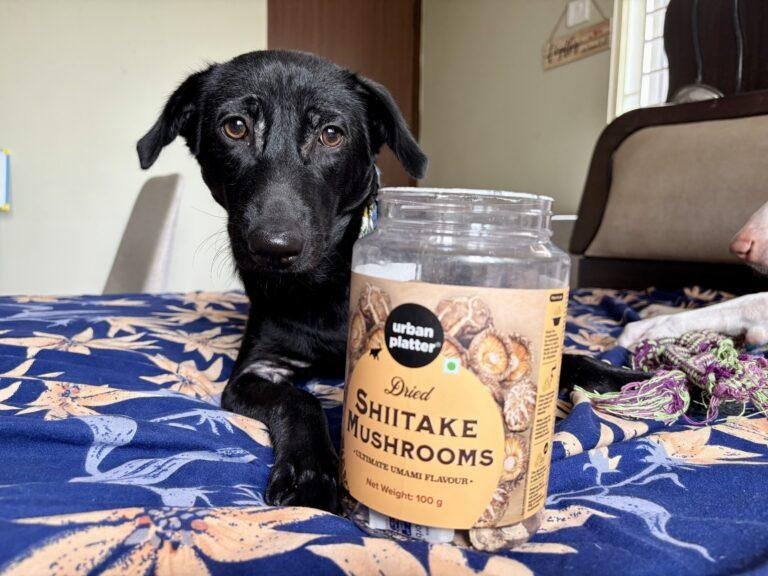 Shiitake mushroom for dogs benefits
