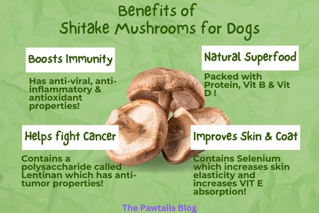 Shiitake mushroom for dogs Shiitake mushroom benefits for dogs