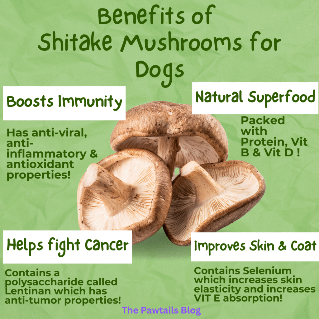 Shiitake Mushroom Benefits For Dogs Shiitake Mushroom Benefits For Dogs