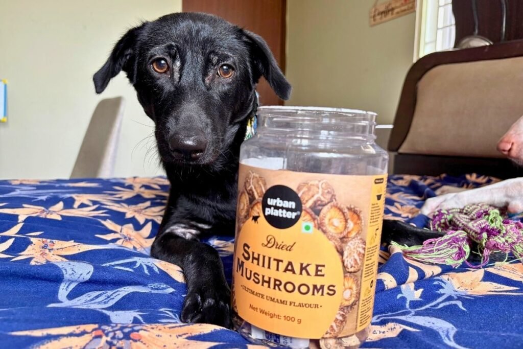 Shiitake Mushroom for dogs Can dogs eat Shiitake mushrooms?