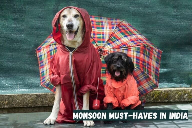 Monsoon essentials for dogs in India