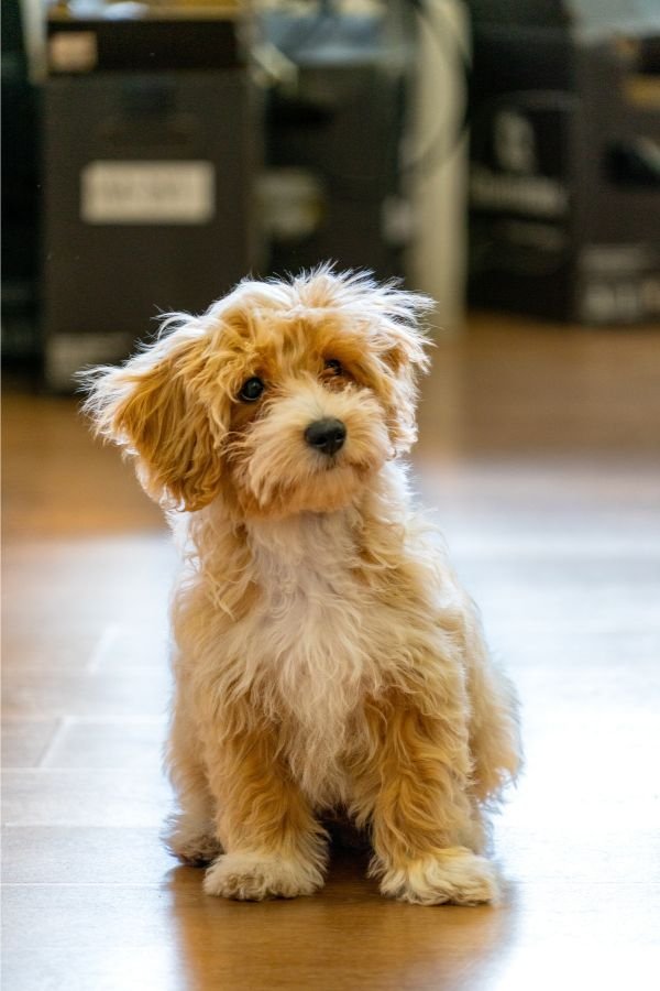 Indian herbs for dogs