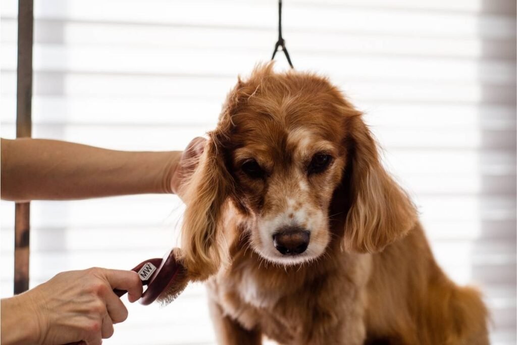 Dog grooming essentials