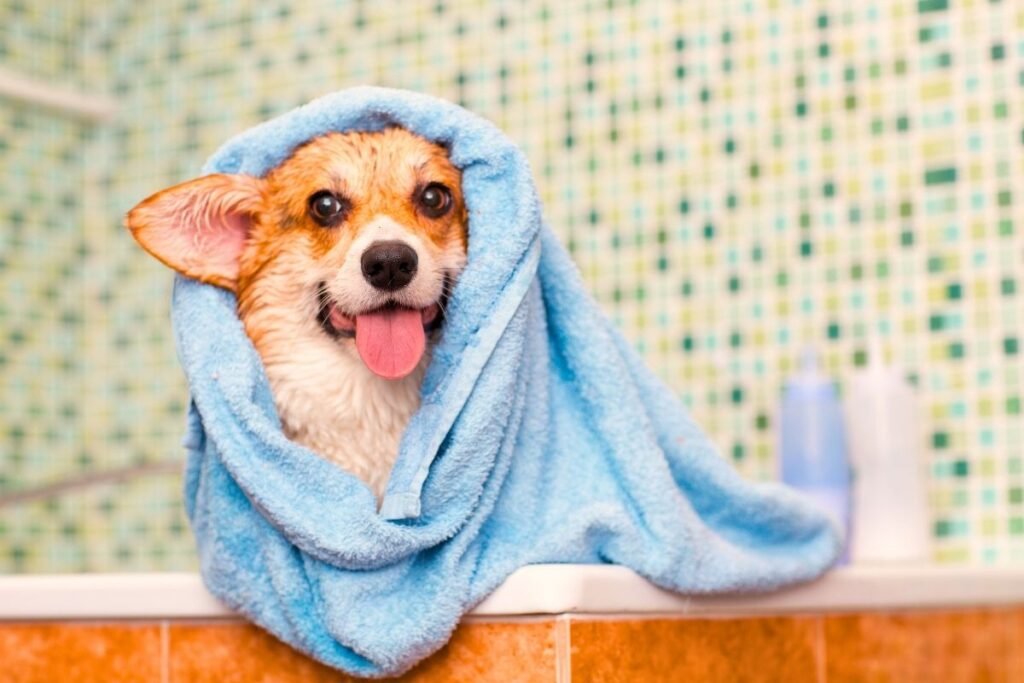 Untitled design (20) Monsoon grooming for dogs. Monsoon care for dogs