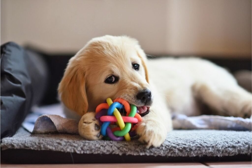 Untitled design (21) Fun indoor dog games for monsoon
