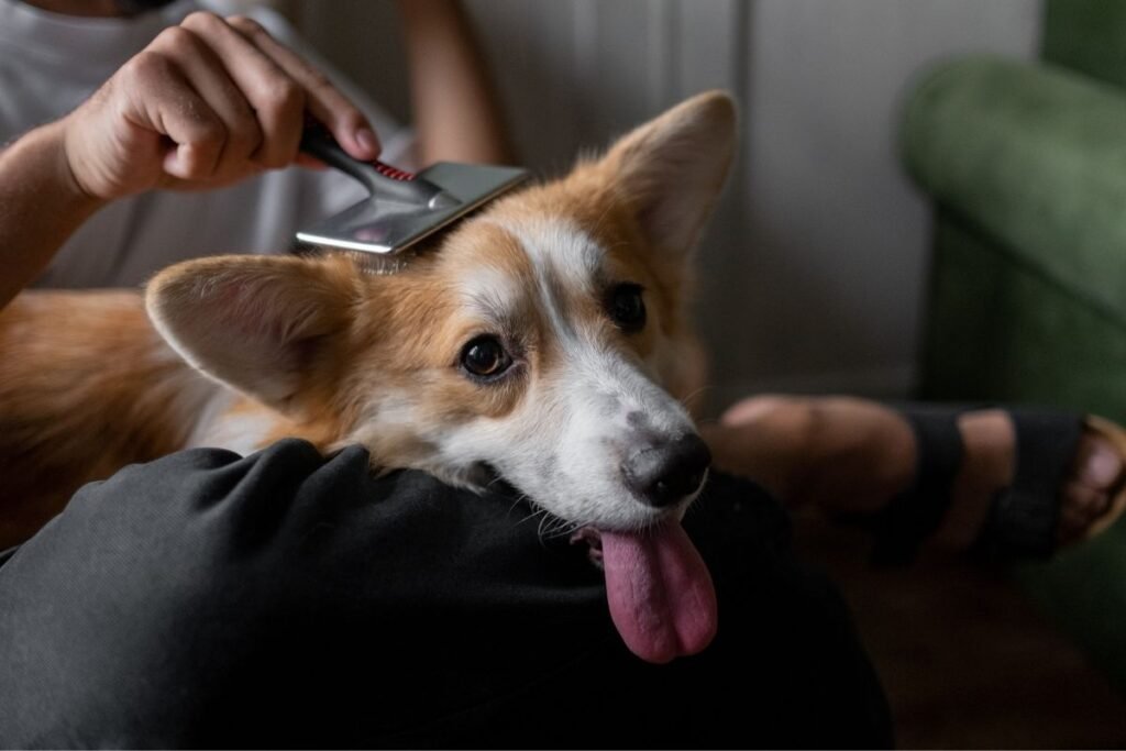 Dog grooming and deshedding