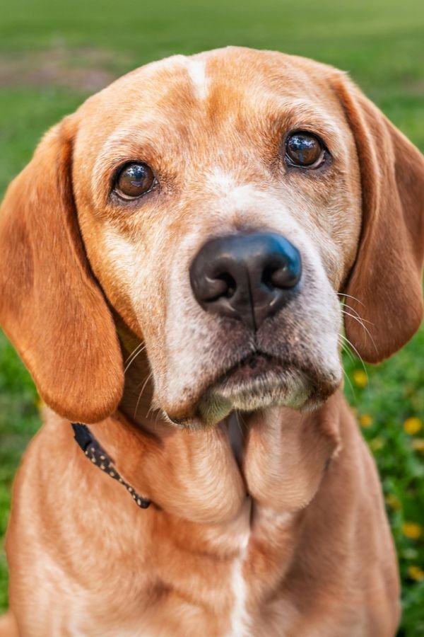 10 Superfoods for dogs