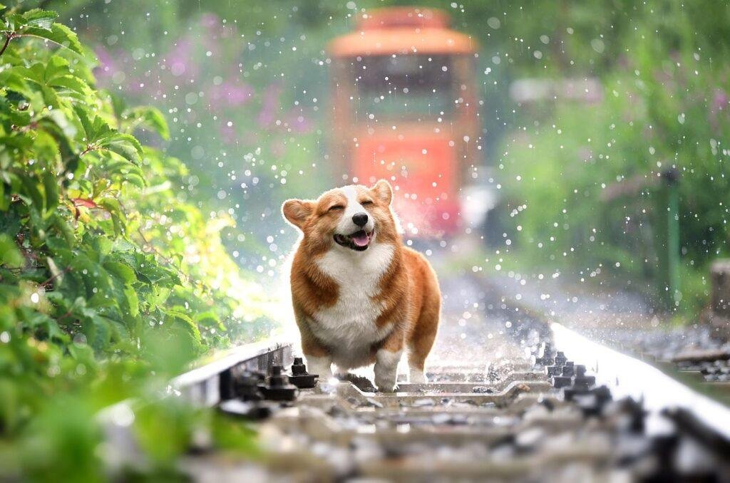 dog in rainy season Monsoon Care for dogs