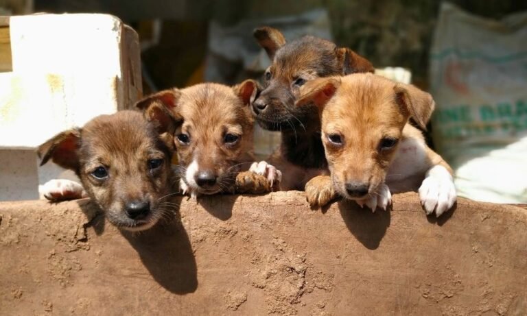 What to feed street dogs in India
