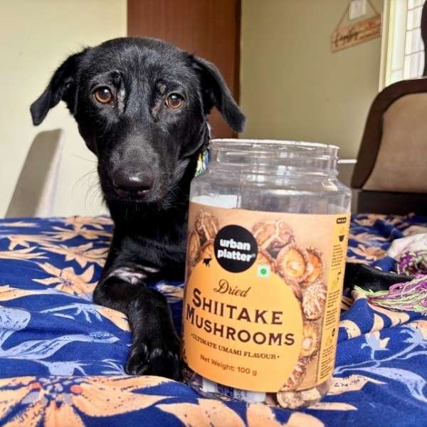 shiitake mushroom for dogs