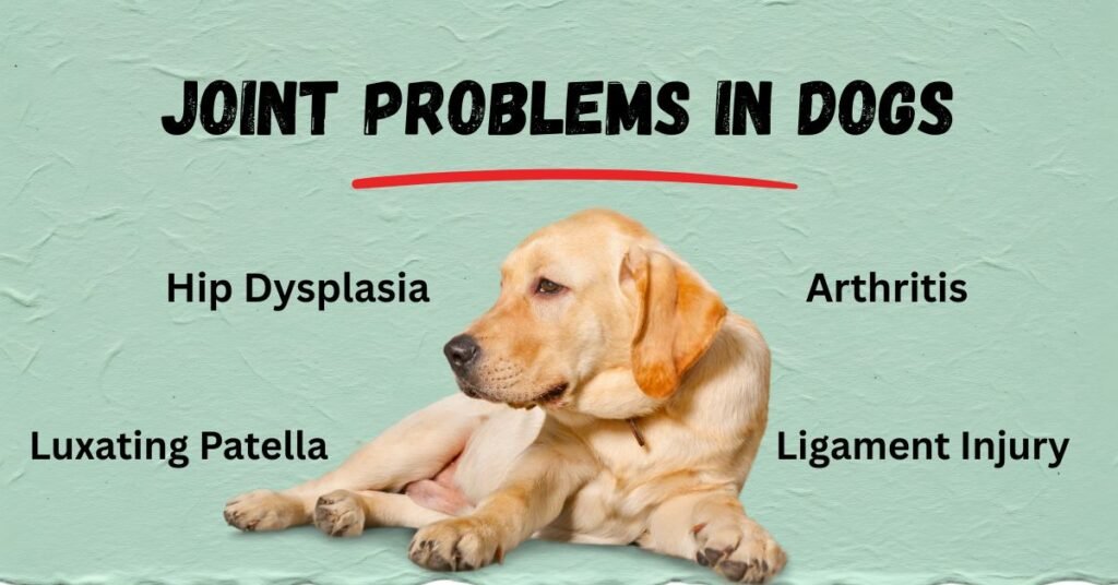 joint problems in dogs (1) common joint problems in dogs