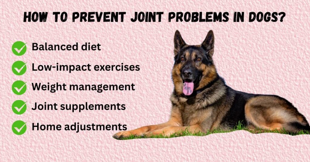 joint problems in dogs (2) How to prevent joint problems in dogs
