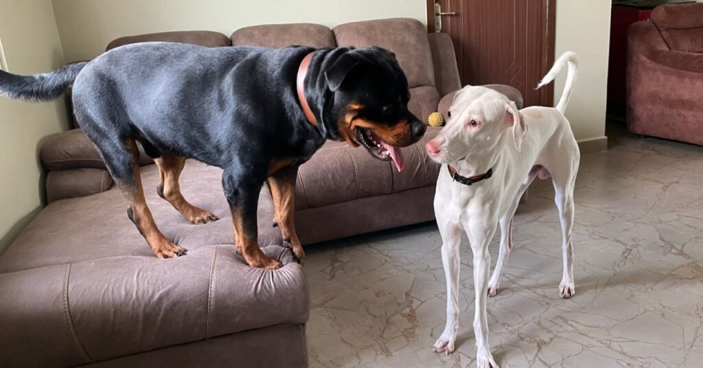 joint problems in dogs (6) how to prevent dog joint problems?