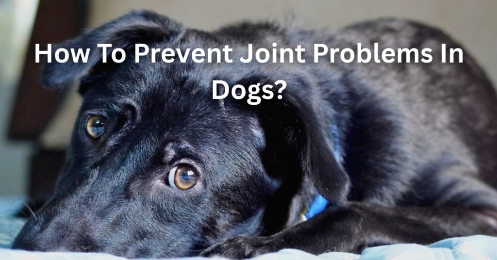 joint problems in dogs (7) how to prevent joint problems in dogs