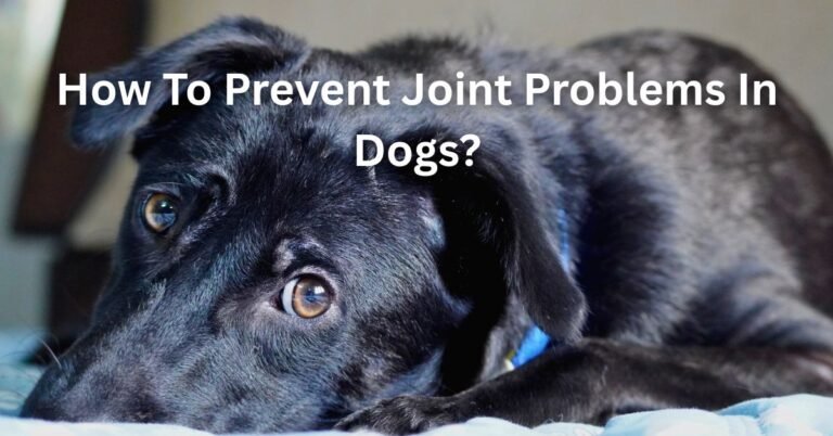 how to prevent joint problems in dogs