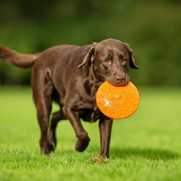 How to prevent Joint problems in dogs