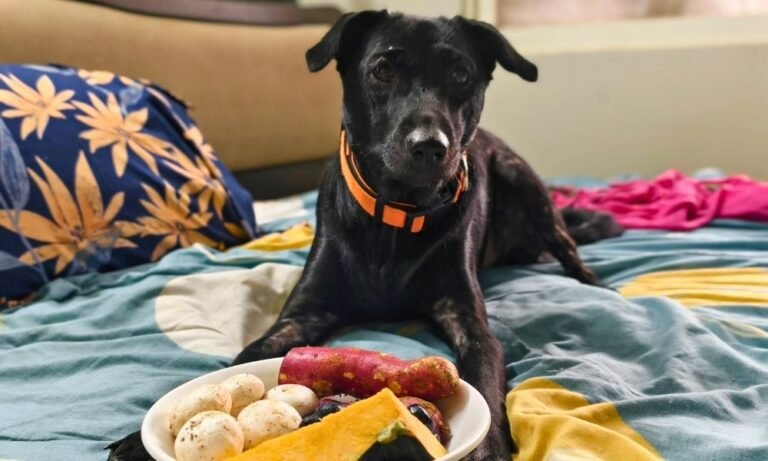 Prebiotic and Probiotic Foods for Dogs