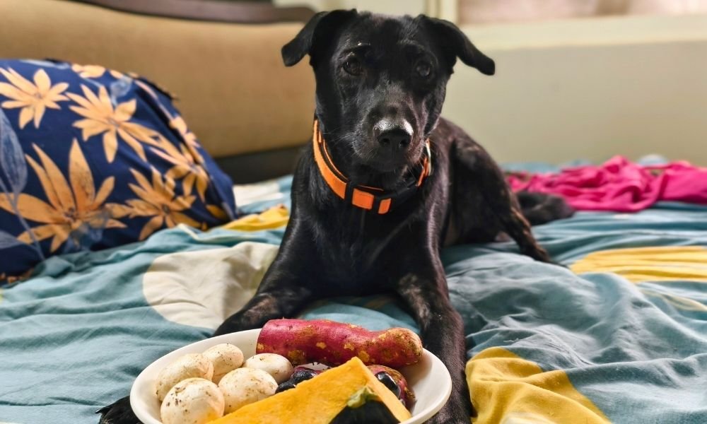 Prebiotic and Probiotic Foods for Dogs