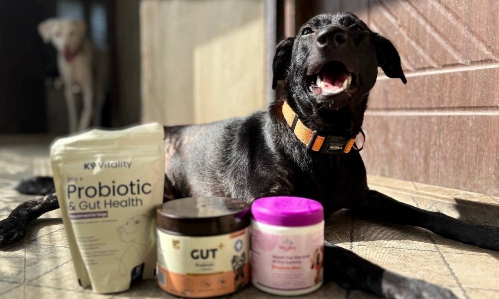 Natural Probiotics for dogs