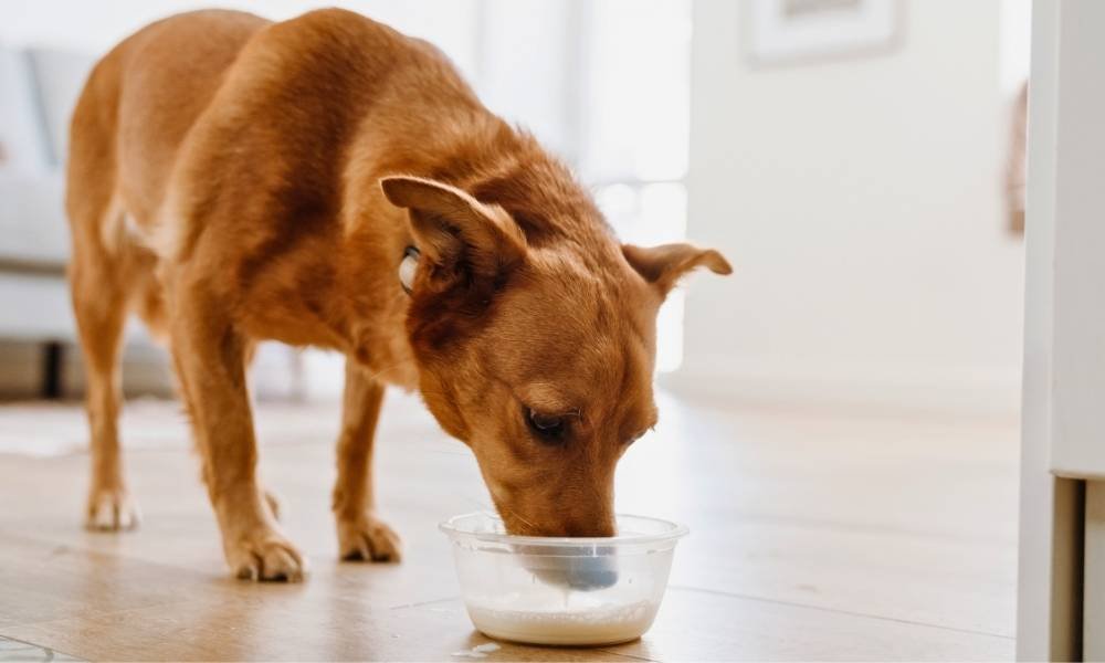 Untitled design (52) homemade probiotic for dogs, natural probiotics for dogs