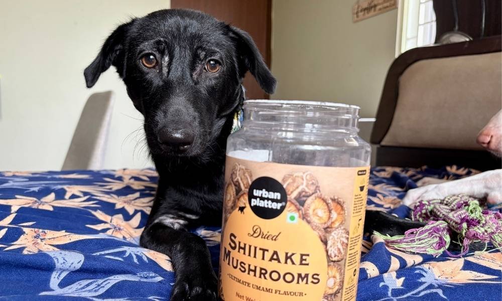 Untitled design (53) prebiotic and probiotic foods for dogs