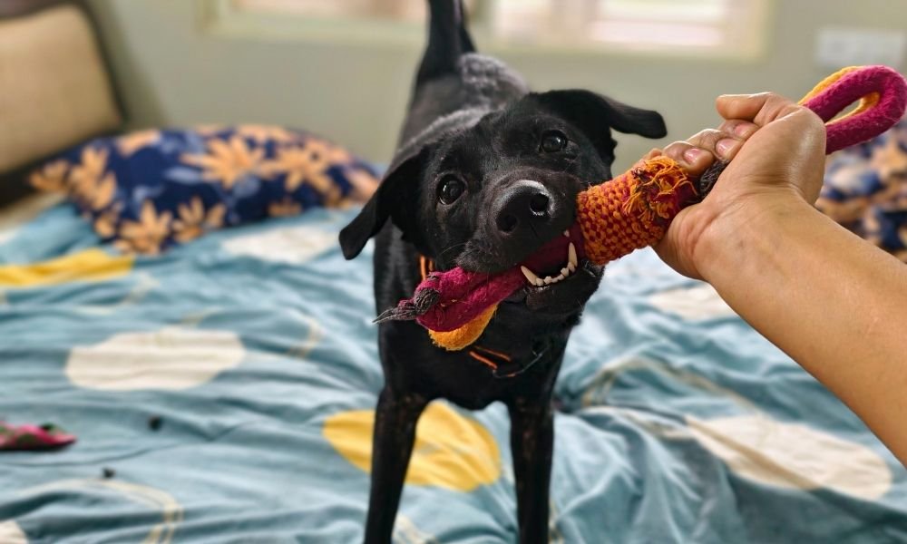 Indoor Dog Activities for Rainy Days