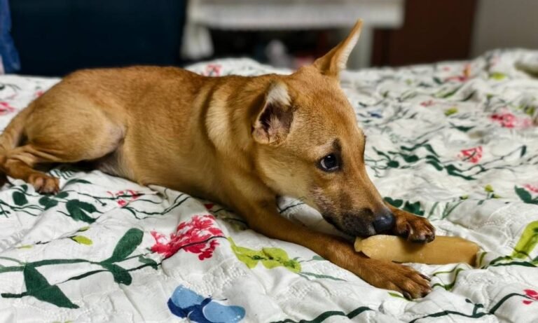 Indoor Games for Dogs on Rainy Days