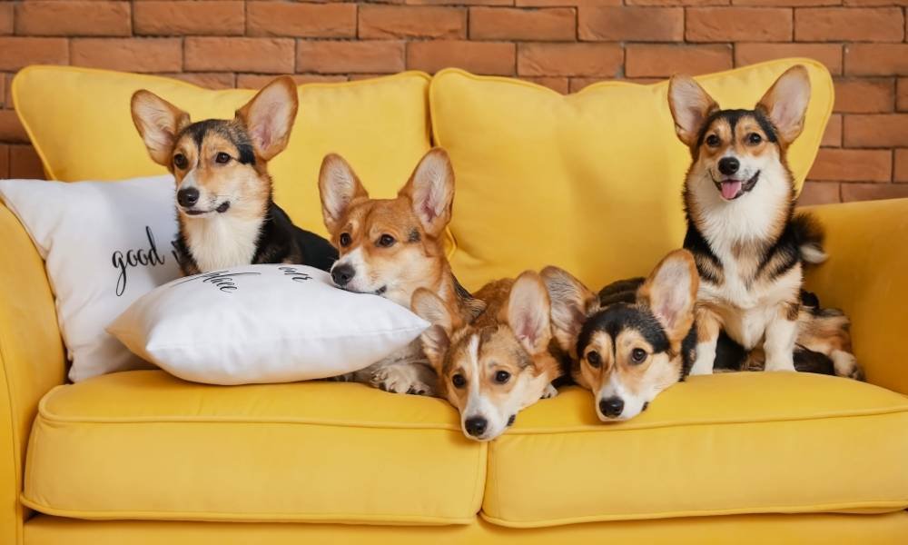 Dog Playdates - Indoor Dog Activities for Rainy Days