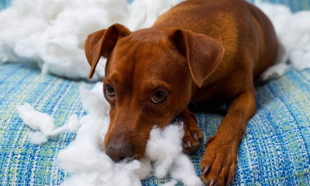 Why Indoor Dog Activities for Rainy Days Is Required