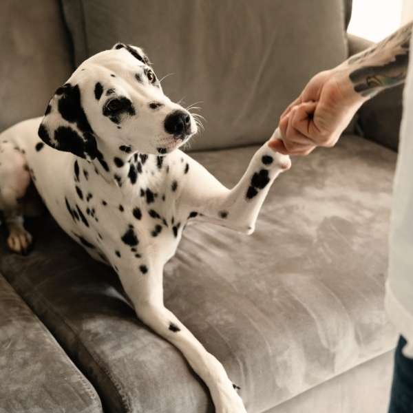 How to treat Dog joint problems