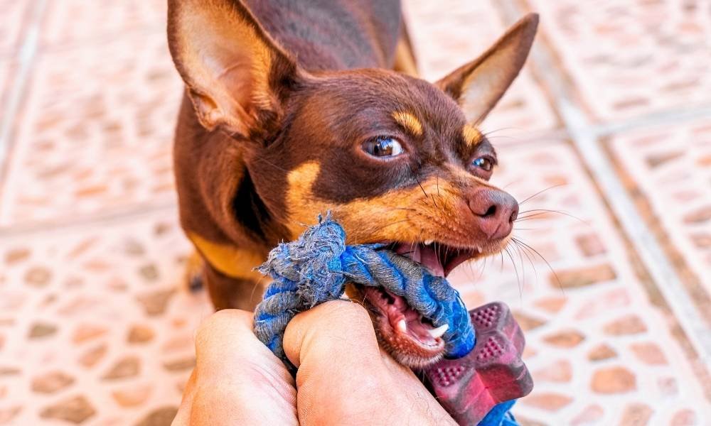 best indoor dog activity for rainy day