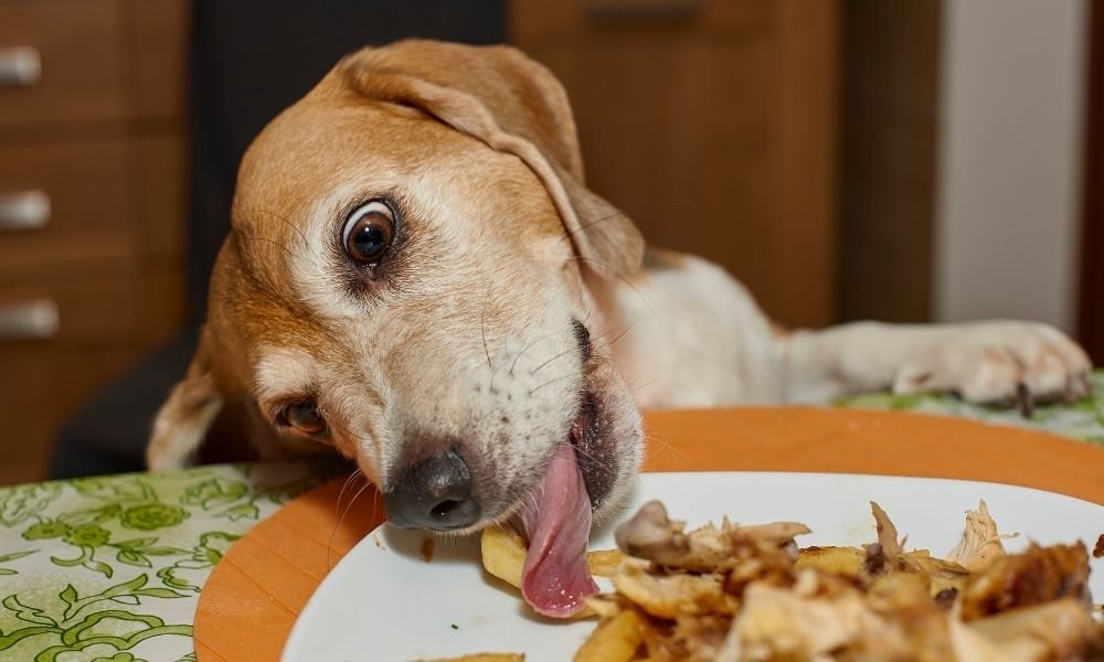 Homemade Dog Food Mistakes-2 homemade dog food mistakes made by pet parents