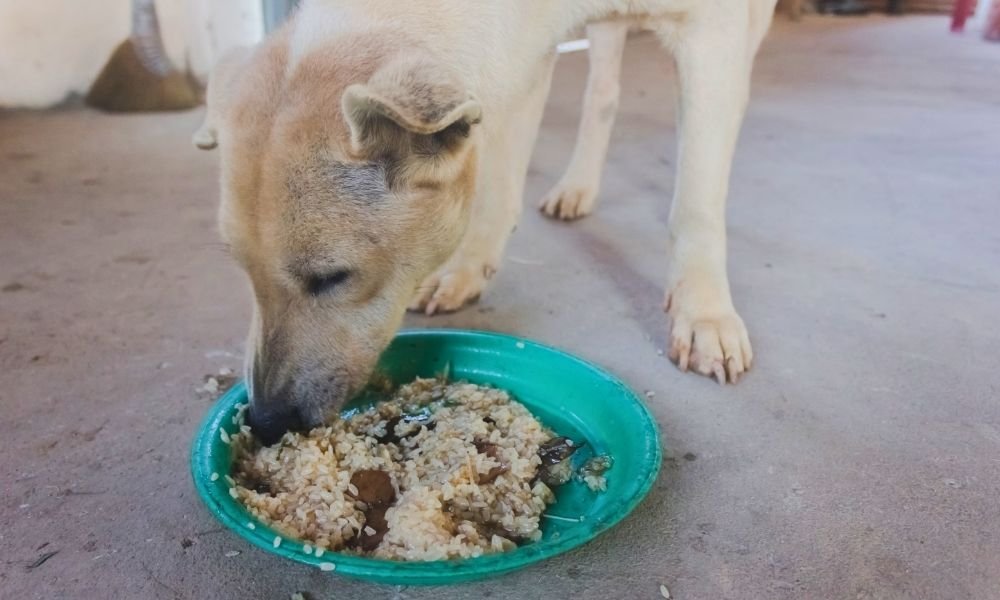 Homemade Dog Food Mistakes-3 Indian street dog eating chicken rice