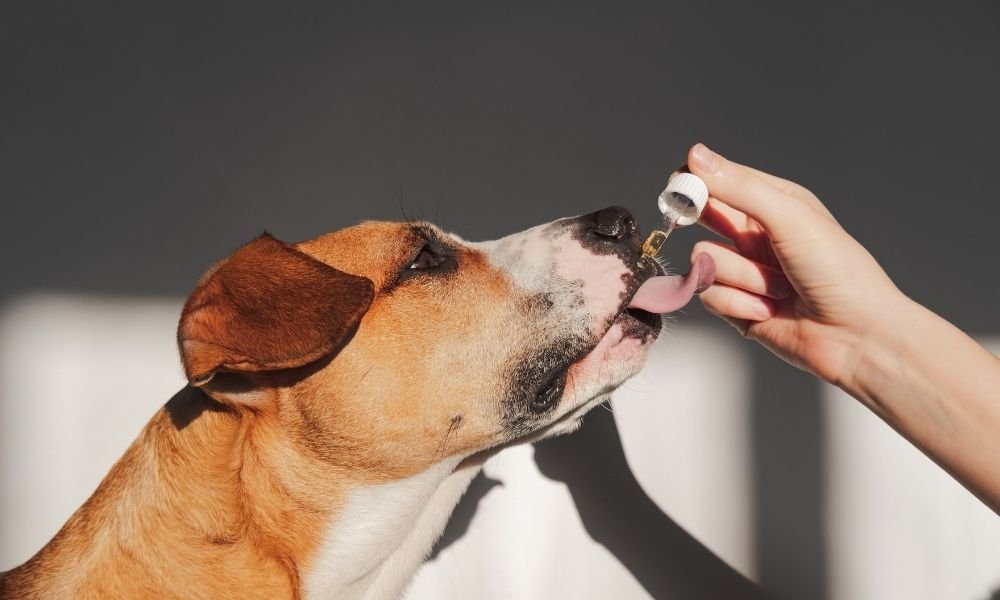 Homemade Dog Food Mistakes-4 Fish Oil for dogs