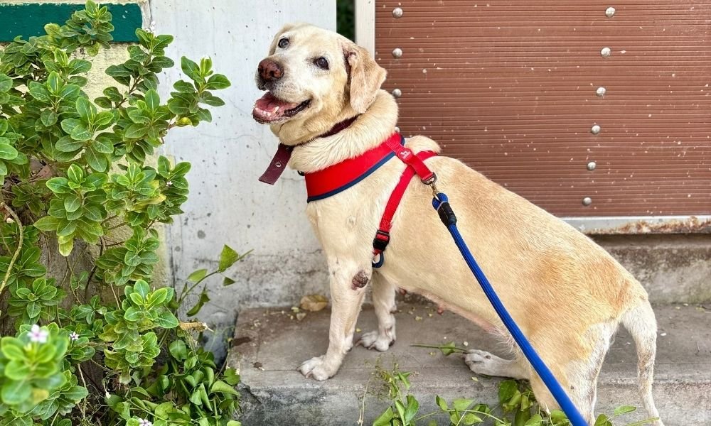 Why Every Indian Paw Parent Needs a Dog First Aid Kit Why Every Indian Paw Parent Needs a Dog First Aid Kit