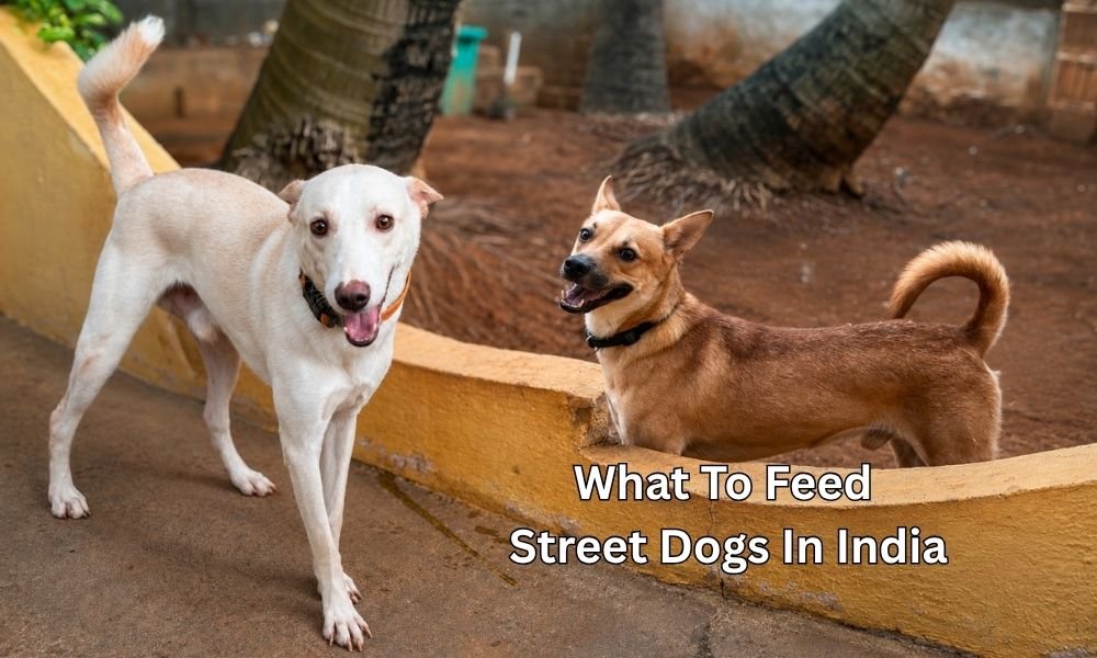 Homemade meal recipes for street dogs in India